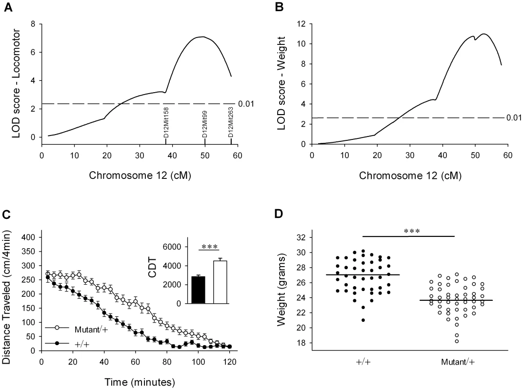 An ENU-induced QTL for locomotor activity and body weight maps to distal mouse chromosome 12.