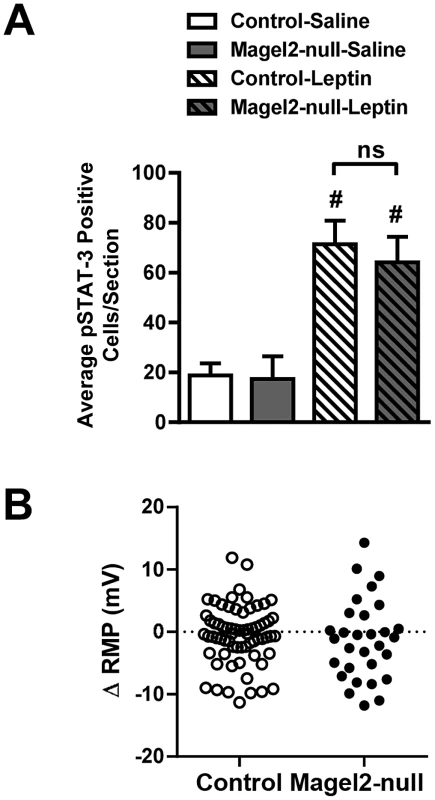 Magel2 is not required for leptin-mediated responses in the VMN.