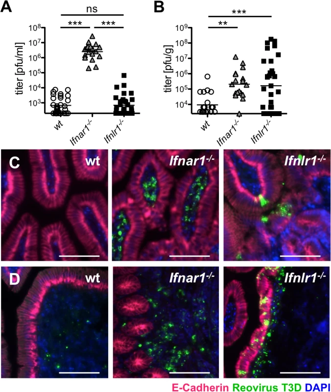 IFN-λ restricts reovirus replication in the epithelium and determines virus shedding in feces, whereas type I IFN blocks replication in the lamina propria and inhibits systemic dissemination.