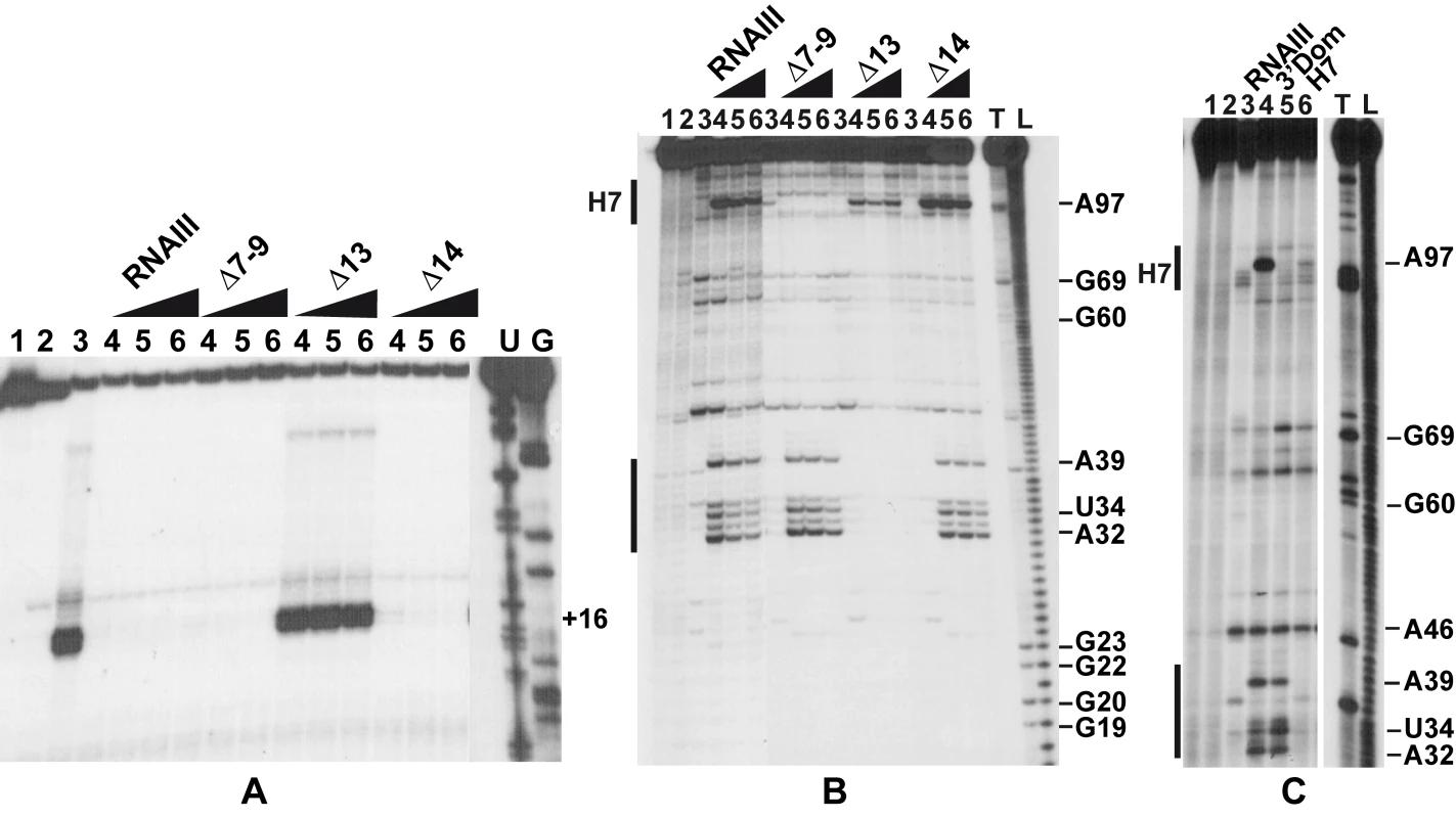 The RNAIII-<i>coa</i> mRNA complex prevents ribosome binding and promotes RNase III cleavages.