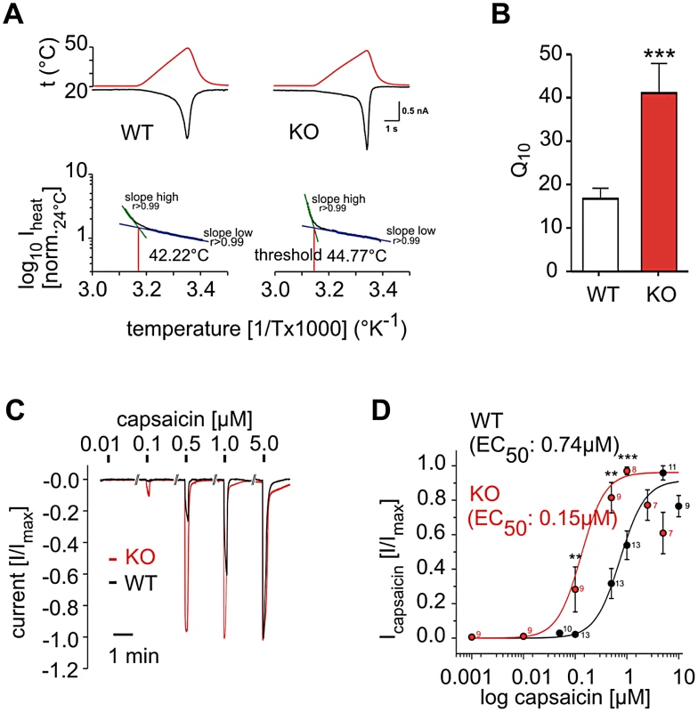 PI3Kγ acts in DRG neurons as a negative regulator of thermal and TRPV1 responses.