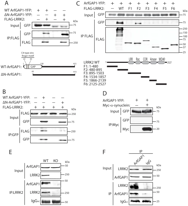 LRRK2 interacts with ArfGAP1 in mammalian cells and <i>in vivo</i>.