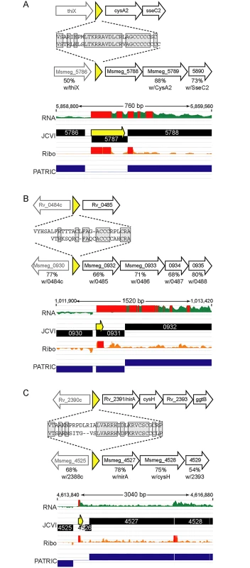 Examples of conserved small proteins encoded by leaderless mRNAs in mycobacteria.