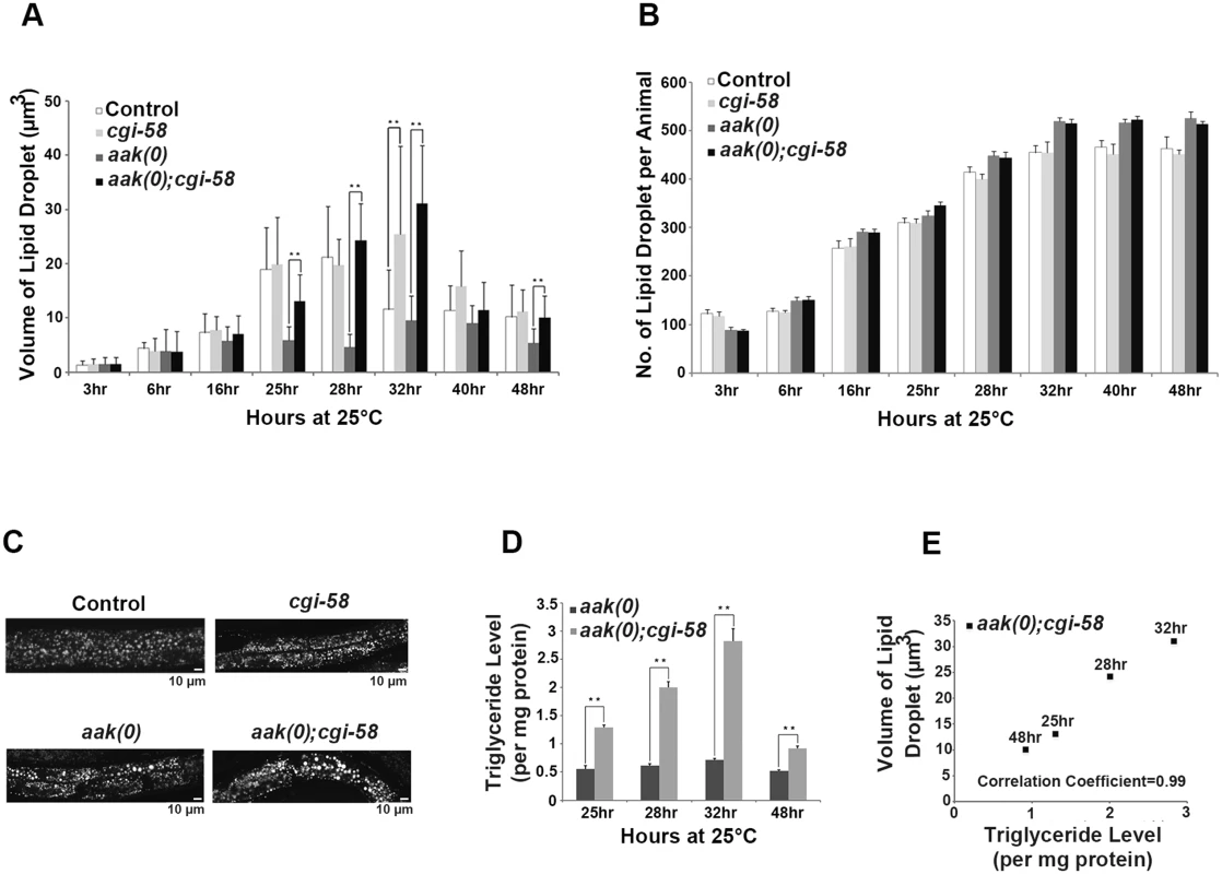 CGI-58 is essential for lipid droplet size regulation.