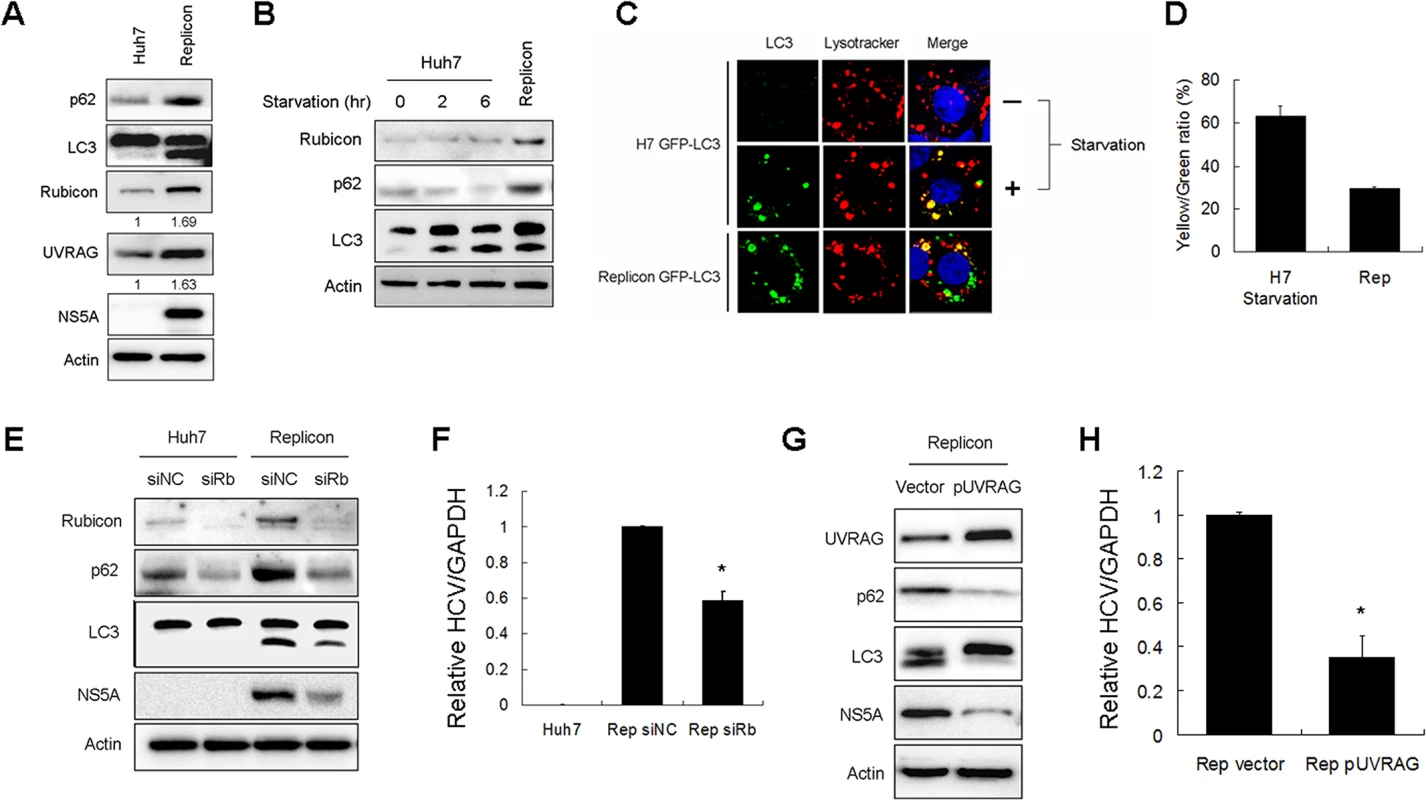 Effects of Rubicon on autophagosomal maturation and HCV RNA replication in HCV replicon cells.