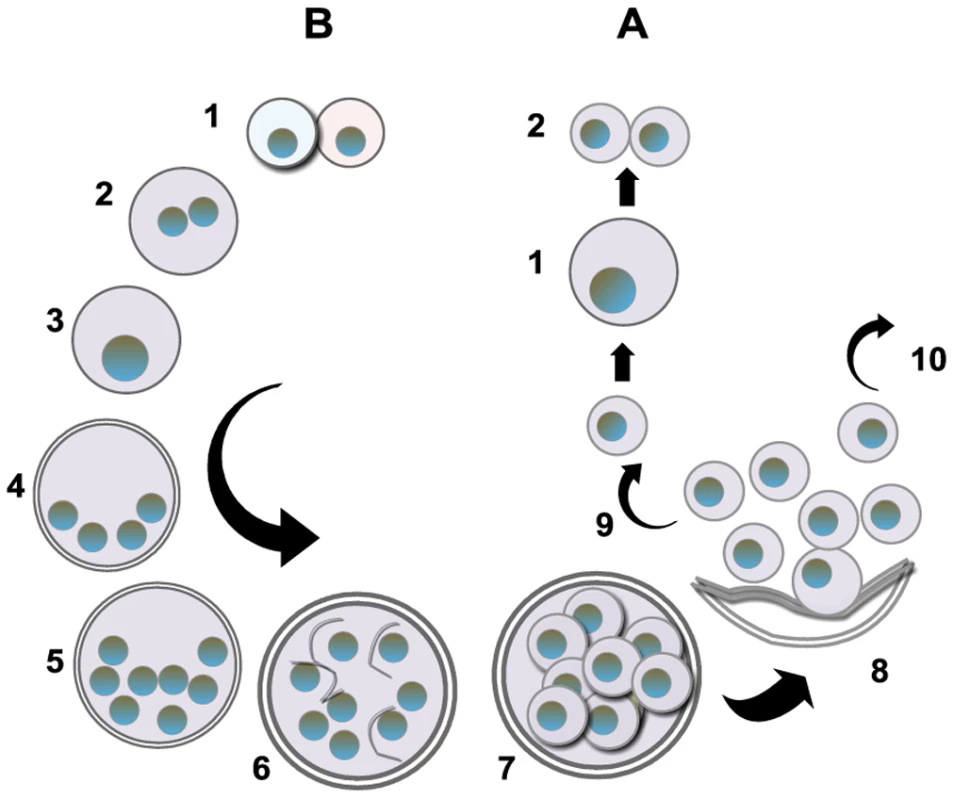 Putative life cycle <i>of Pneumocystis</i>.