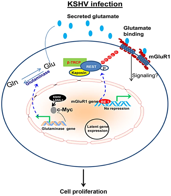 Schematic diagram showing the pathways for glutamate generation and mGluR1 upregulation in KSHV infected cells.