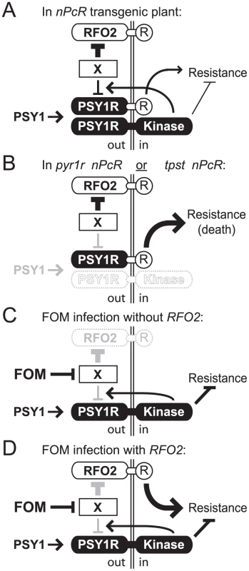 Model for RFO2-mediate resistance.