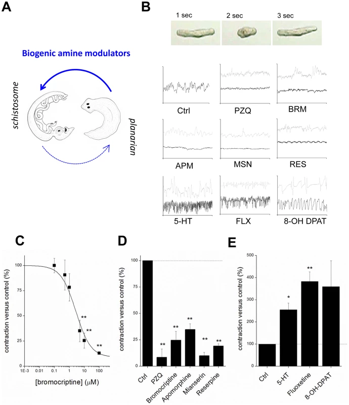 Compounds that miscue planarian polarity regulate schistosomule contractility.