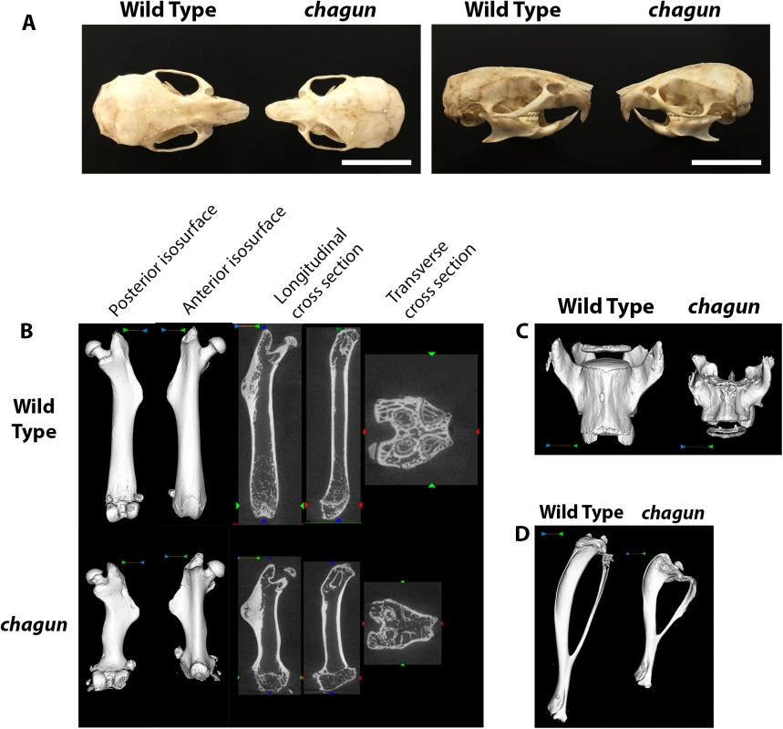 Abnormal skull and long bone morphology in <i>chagun</i> mutants.
