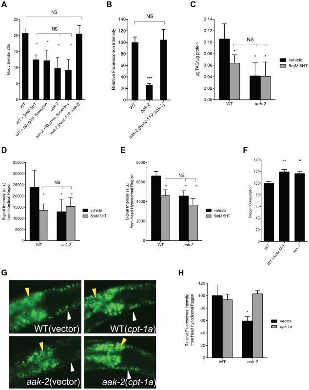 Loss of <i>aak-2</i> mimics increased serotonin signaling.