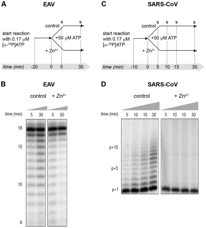 The effect of Zn<sup>2+</sup> on initiation and elongation activity of purified EAV and SARS-CoV RdRps.