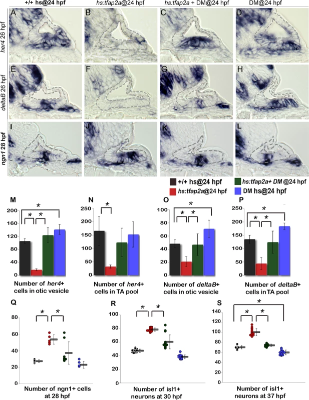 Bmp signaling mediates the effects of Tfap2a on SAG development.