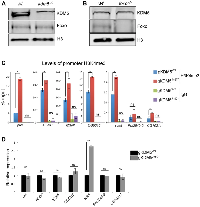 The H3K4me3 demethylase activity of KDM5 is not required for it to regulate KDM5-Foxo target genes.