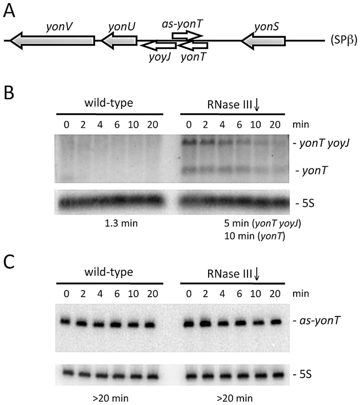 The <i>yonT</i> mRNA is stabilized in strains depleted for RNase III.