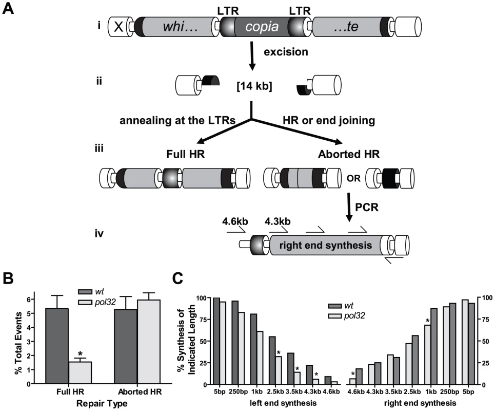 <i>pol32</i> mutants are impaired in DNA synthesis during HR repair.