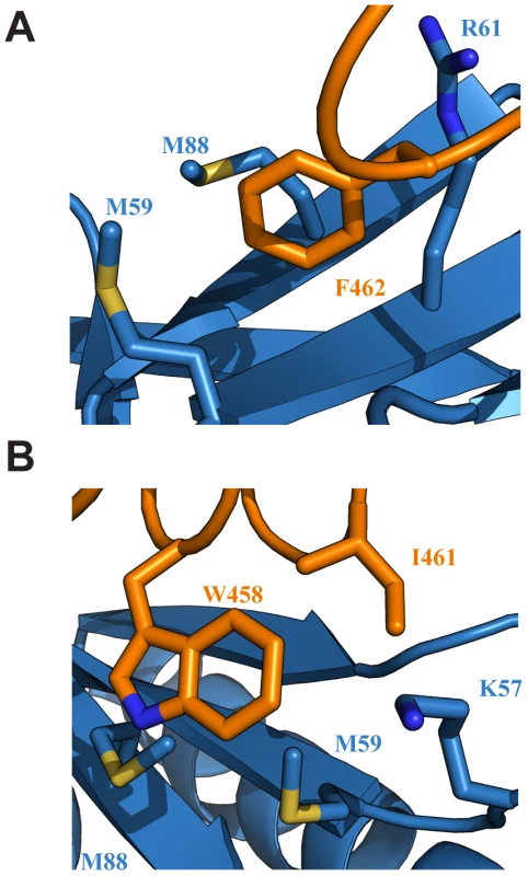 Key interactions at the interface of the Tfb1PH-EBNA2<sub>448–471</sub> complex.