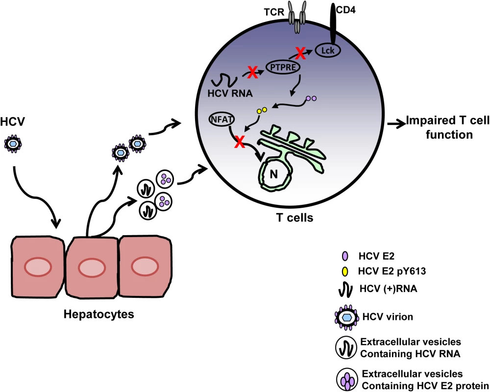 Proposed model for inhibition of T cell receptor (TCR) signaling during HCV infection.