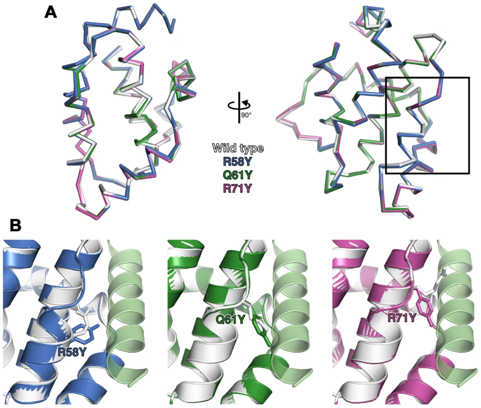 Structures of wild-type and groove-filling mutant N1.