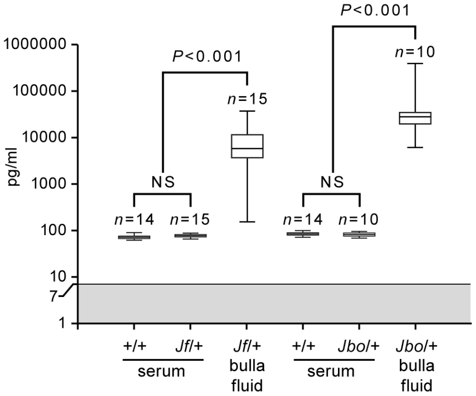 Vegfa titers are elevated in bulla fluids of 8-week-old <i>Jbo/+</i> and <i>Jf/+</i> mice compared to serum.