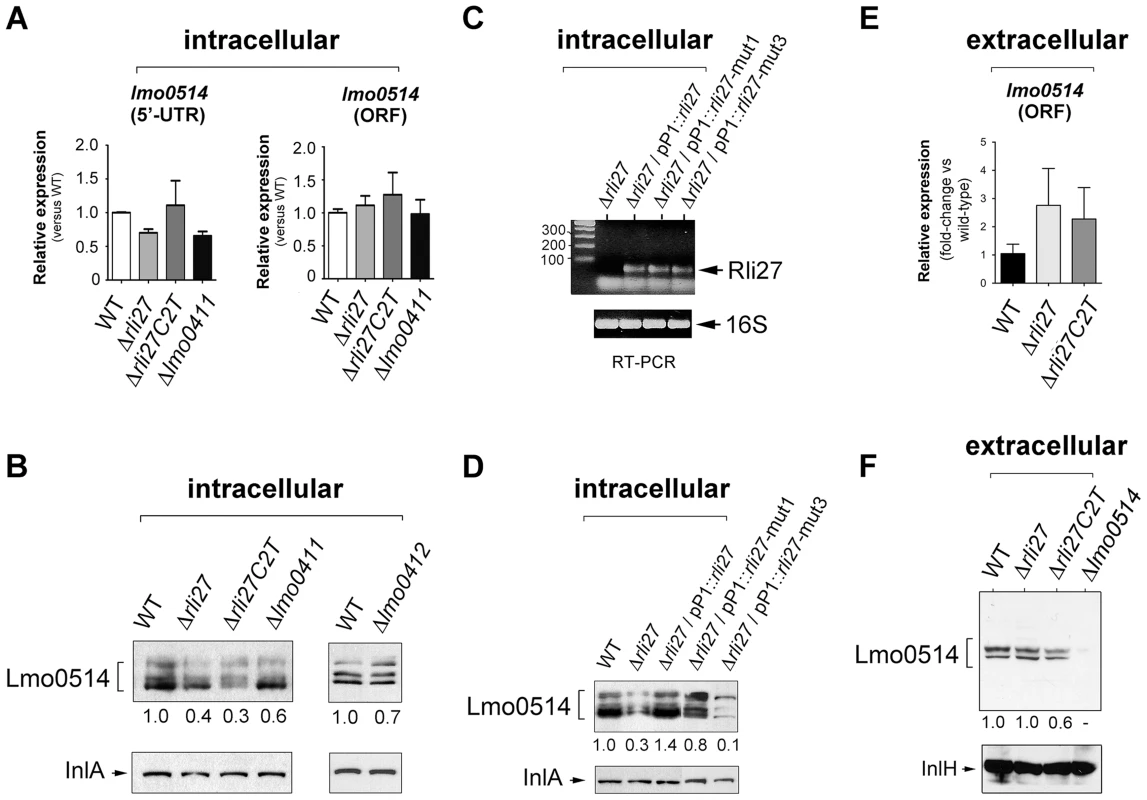 Rli27 is necessary for upregulation of Lmo0514 protein levels in intracellular bacteria by a mechanism that involves interaction with the <i>lmo0514</i> long 5′-UTR isoform.