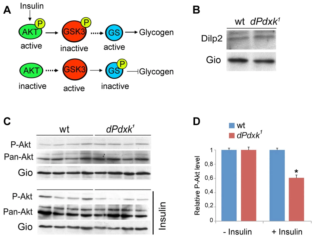 <i>dPdxk</i> mutants are defective in the insulin signaling pathway.