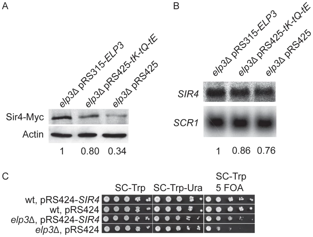 Sir4 protein levels are decreased in the <i>elp3</i>Δ mutant.