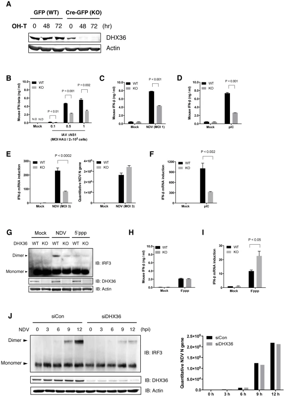 Critical role of DHX36 in virus-induced activation of IFN-ß gene.