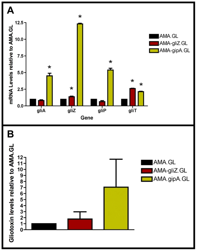 High-copy expression of <i>gipA</i> induces gliotoxin production.