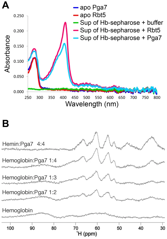Pga7 and Rbt5 can extract heme from hemoglobin.