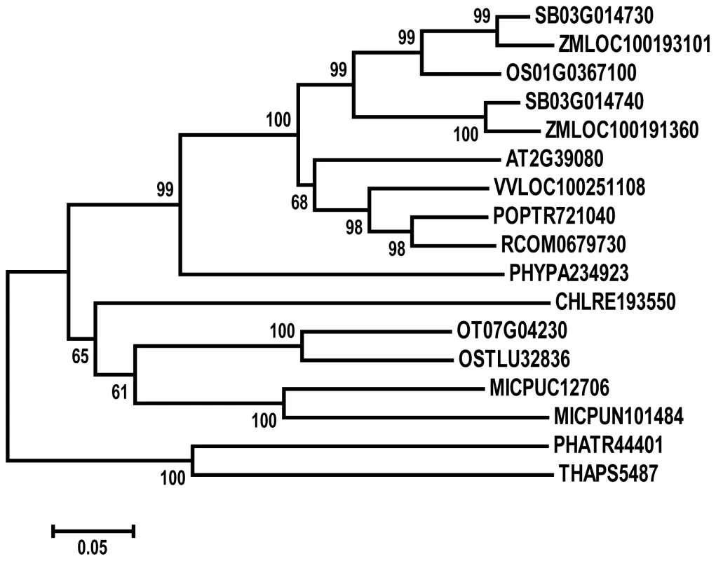 Phylogenetic analysis of PHD1.