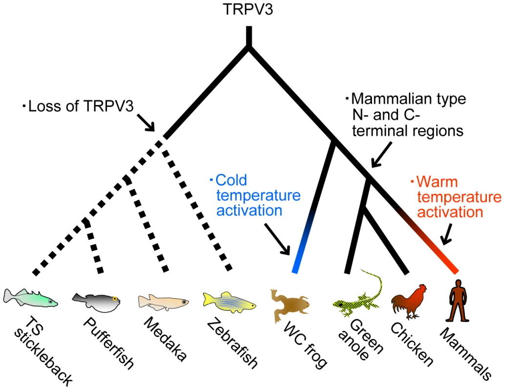 The evolutionary changes of TRPV3 channels in the vertebrate lineages.