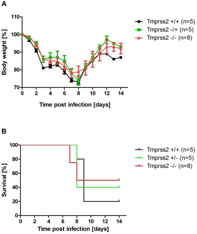 Murine Tmprss2 is not required for spread of H7N7 influenza A virus.