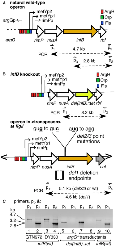 Introduction of a second single-copy <i>infB</i> allele and knockout of the natural allele.