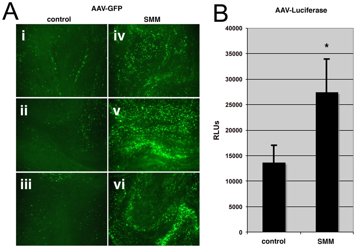 Human airway epithelium under stress is more susceptible to AAV infection.