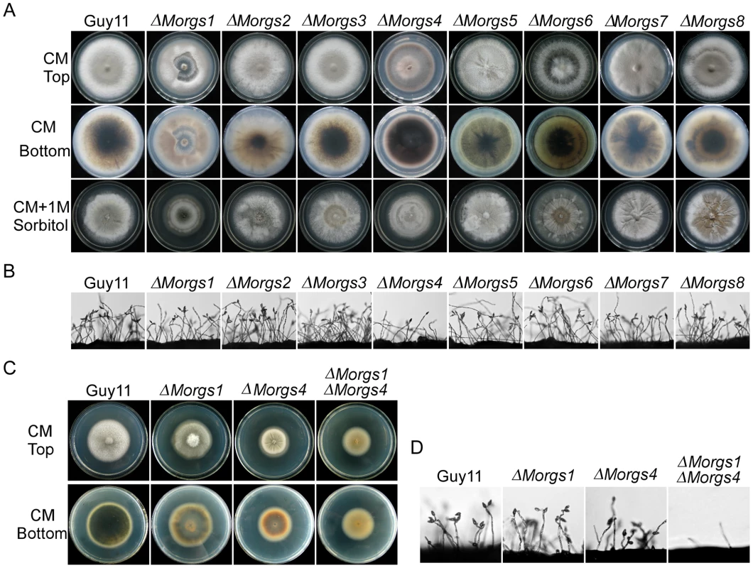 Comparison of various Δ<i>Morgs</i> mutant strains in colony morphology and conidia formation.