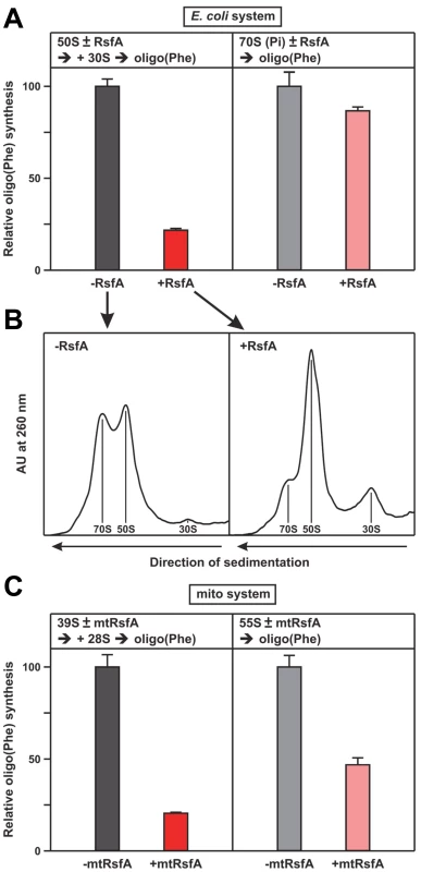 RsfA inhibits translation by blocking ribosomal subunit joining.