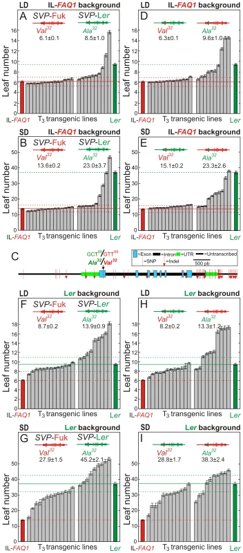 Flowering phenotypes of transgenic lines for parental and chimerical <i>SVP</i> alleles.