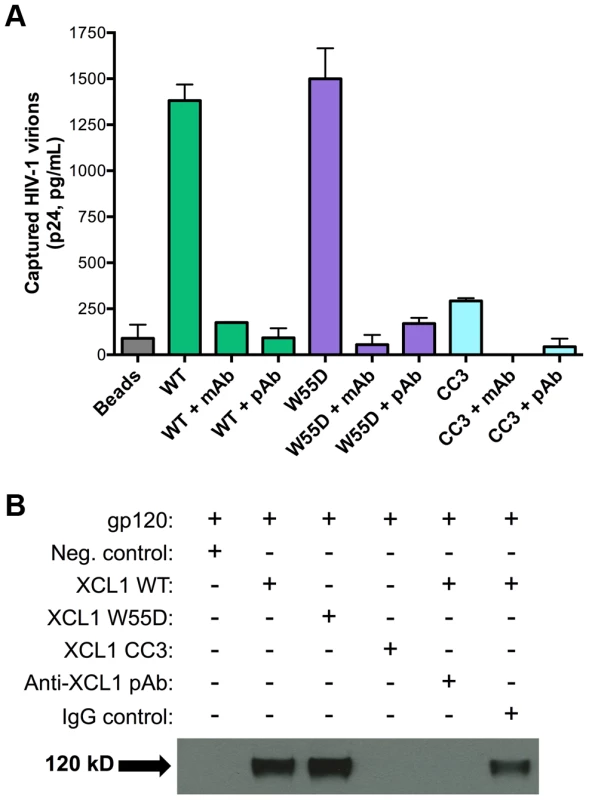 XCL1 captures native HIV-1 virions and interacts directly with the external viral envelope glycoprotein, gp120.