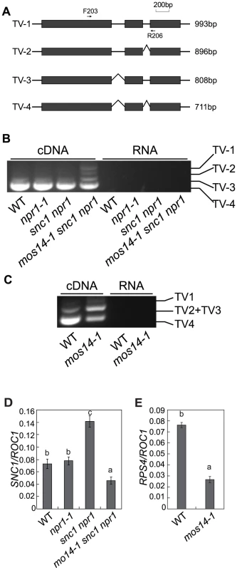 <i>mos14-1</i> affects the splicing pattern and causes reduced expression of <i>SNC1</i> and <i>RPS4</i>.