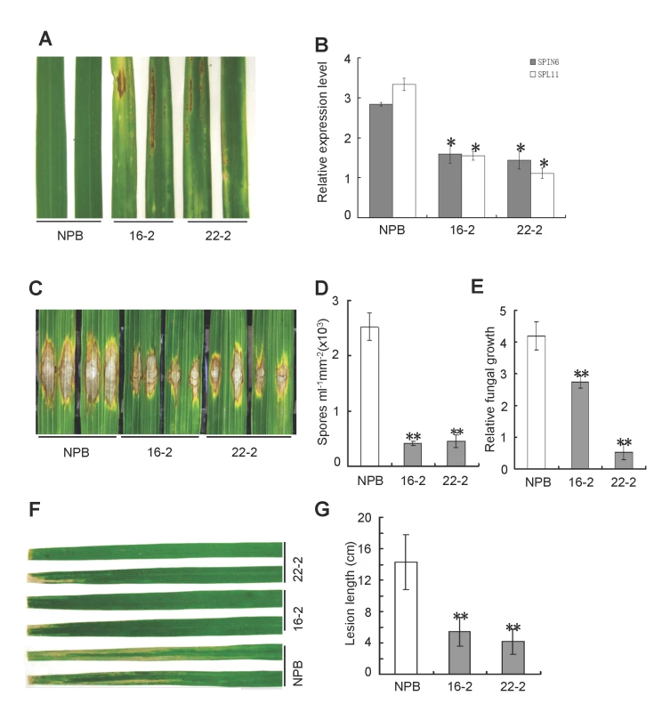 Knock-down of <i>Spin6</i> results in cell death phenotypes and enhanced resistance to the rice blast pathogen <i>M</i>. <i>oryzae</i> and the bacterial blight pathogen <i>Xoo</i> in rice.