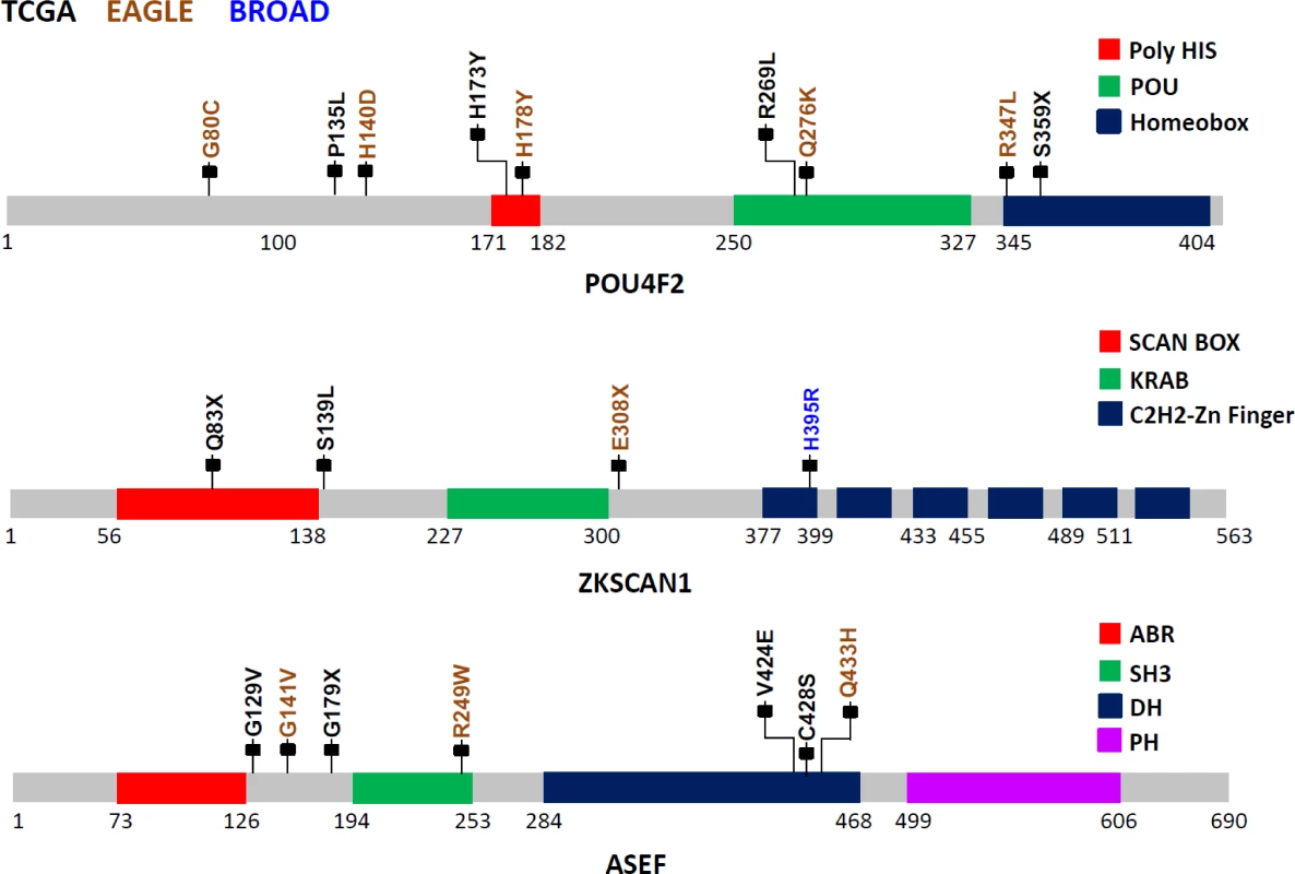 Somatic mutations in three LUAD candidate driver genes (<i>POU4F2</i>, <i>ZKSCAN1</i>, and <i>ASEF</i>) in EAGLE, TCGA and Broad Institute studies.
