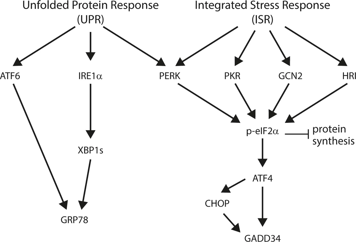 Schematic overview of the unfolded protein response (UPR) and integrated stress response (ISR).