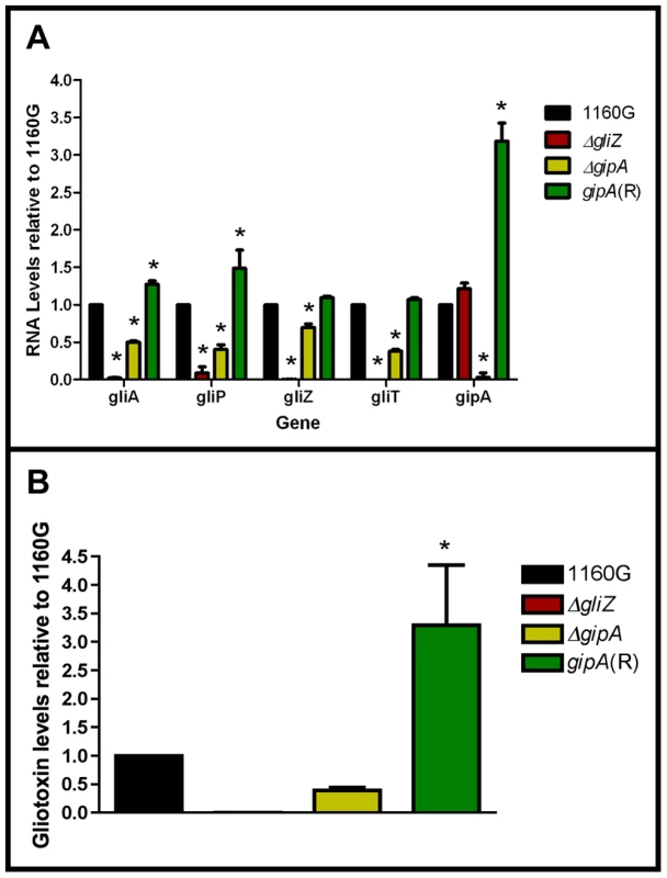 Loss of <i>gipA</i> negatively affects gliotoxin production.