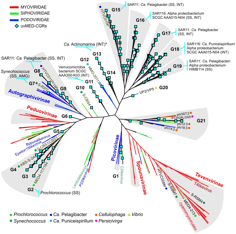Genomic comparison of novel, complete phage genomes (CGRs) with known tailed phages.