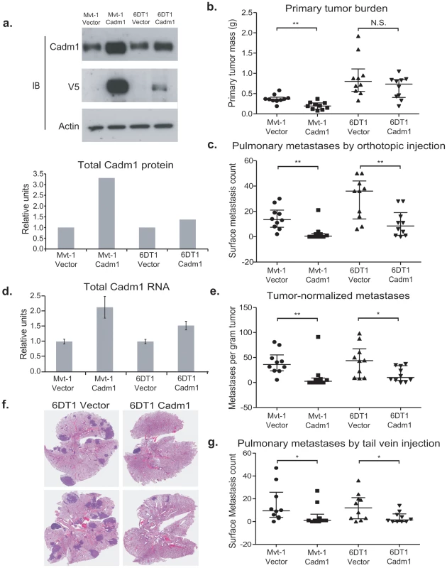The effect of <i>Cadm1</i> over-expression on tumor growth and metastasis <i>in vivo</i>.