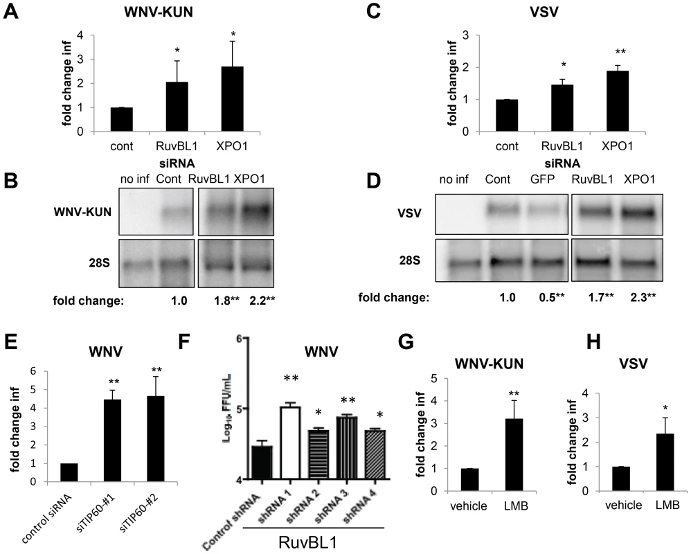 RUVBL1 and XPO1 restrict viral infection in mammalian cells.