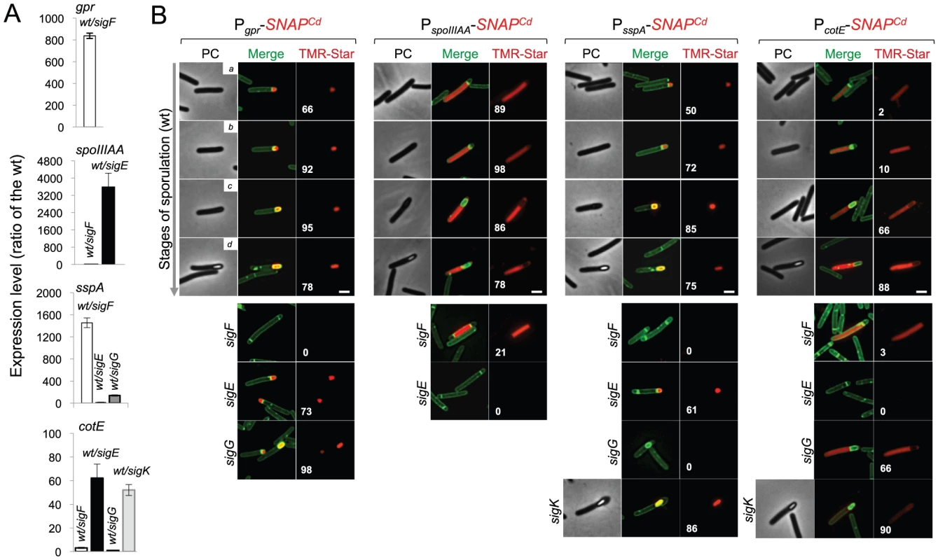 Dependencies for the activation of the cell type-specific sporulation sigma factors.