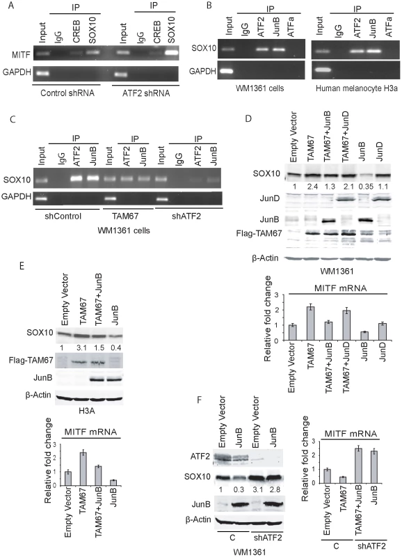 ATF2 and JunB negatively regulate SOX10 transcription, with concomitant effect on MITF.