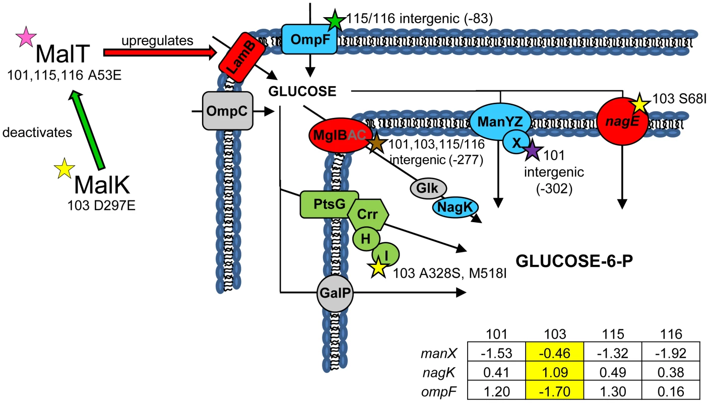 Gene expression and SNPs among loci that mediate glucose uptake.